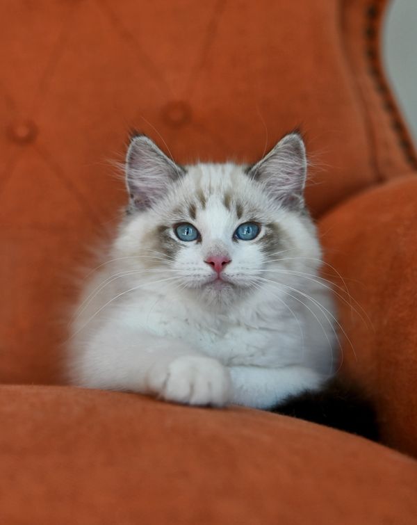 #RagdollKittensPortland
#RagdollKittensSeattle
#RagdollKittensNearMe
#RagdollKittensUSA