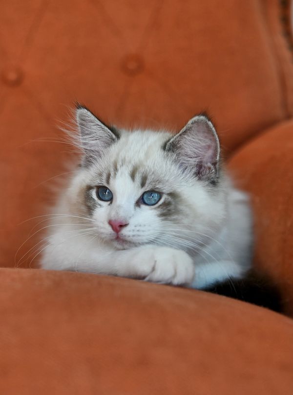 #RagdollKittensPortland
#RagdollKittensSeattle
#RagdollKittensNearMe
#RagdollKittensUSA