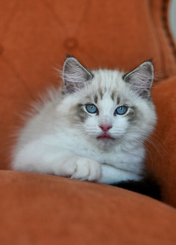 #RagdollKittensPortland
#RagdollKittensSeattle
#RagdollKittensNearMe
#RagdollKittensUSA