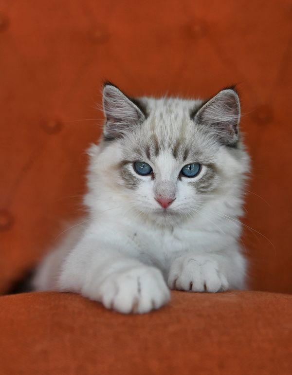 #RagdollKittensPortland
#RagdollKittensSeattle
#RagdollKittensNearMe
#RagdollKittensUSA