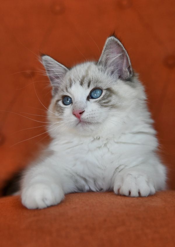 #RagdollKittensPortland
#RagdollKittensSeattle
#RagdollKittensNearMe
#RagdollKittensUSA