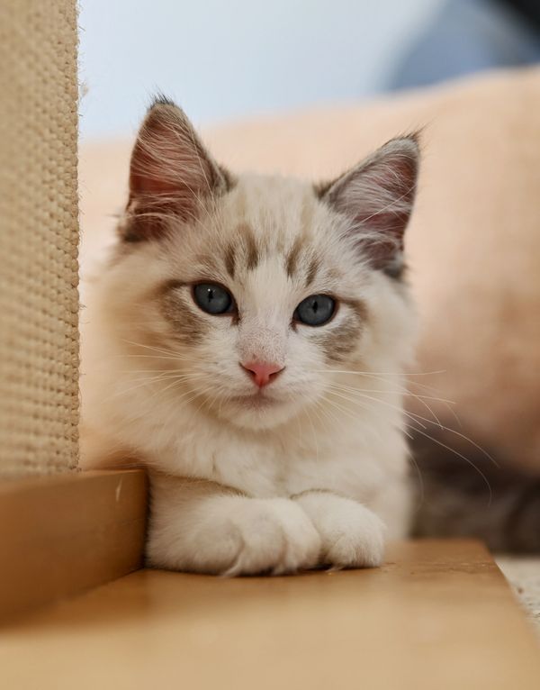 #RagdollKittensPortland
#RagdollKittensSeattle
#RagdollKittensNearMe
#RagdollKittensUSA