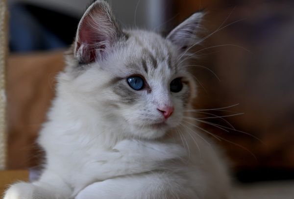 #RagdollKittensPortland
#RagdollKittensSeattle
#RagdollKittensNearMe
#RagdollKittensUSA