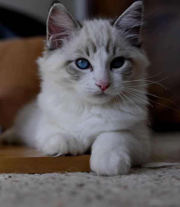 #RagdollKittensPortland
#RagdollKittensSeattle
#RagdollKittensNearMe
#RagdollKittensUSA
