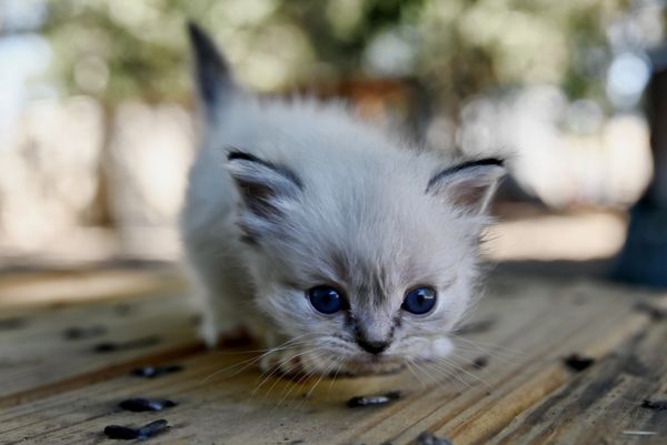 #RagdollKittensPortland
#RagdollKittensSeattle
#RagdollKittensNearMe
#RagdollKittensUSA