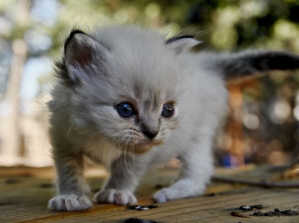 #RagdollKittensPortland
#RagdollKittensSeattle
#RagdollKittensNearMe
#RagdollKittensUSA