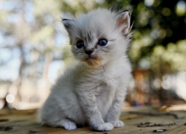 #RagdollKittensPortland
#RagdollKittensSeattle
#RagdollKittensNearMe
#RagdollKittensUSA