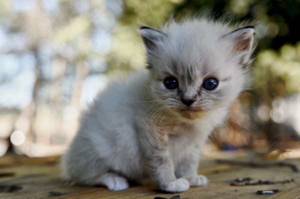 #RagdollKittensPortland
#RagdollKittensSeattle
#RagdollKittensNearMe
#RagdollKittensUSA