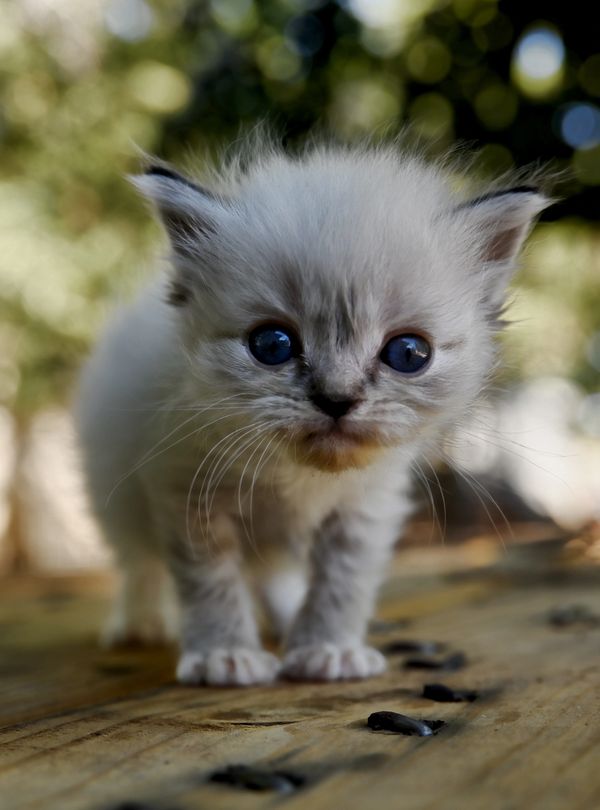 #RagdollKittensPortland
#RagdollKittensSeattle
#RagdollKittensNearMe
#RagdollKittensUSA