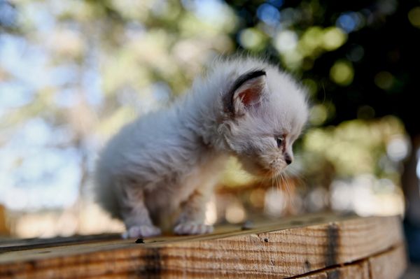 #RagdollKittensPortland
#RagdollKittensSeattle
#RagdollKittensNearMe
#RagdollKittensUSA