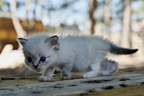 #RagdollKittensPortland
#RagdollKittensSeattle
#RagdollKittensNearMe
#RagdollKittensUSA