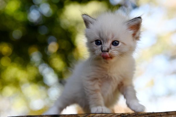 #RagdollKittensPortland
#RagdollKittensSeattle
#RagdollKittensNearMe
#RagdollKittensUSA