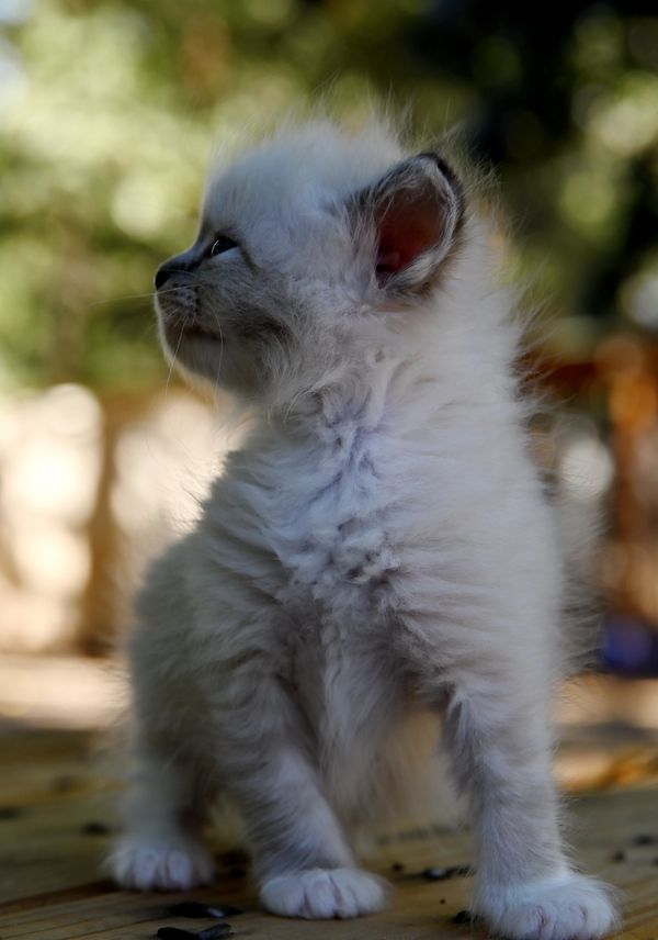 #RagdollKittensPortland
#RagdollKittensSeattle
#RagdollKittensNearMe
#RagdollKittensUSA