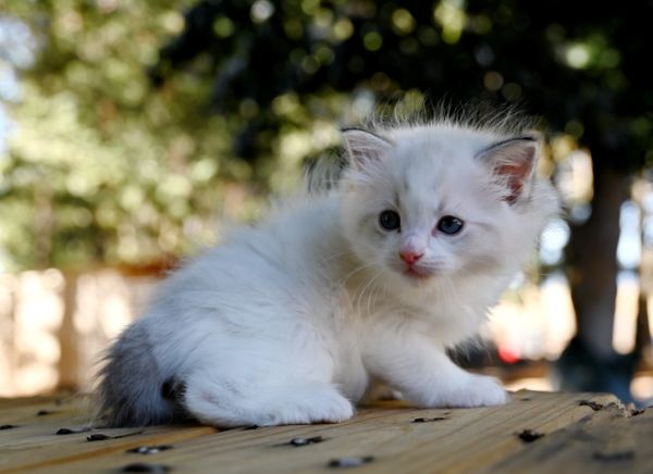 #RagdollKittensPortland
#RagdollKittensSeattle
#RagdollKittensNearMe
#RagdollKittensUSA