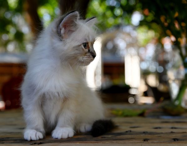 #RagdollKittensPortland
#RagdollKittensSeattle
#RagdollKittensNearMe
#RagdollKittensUSA