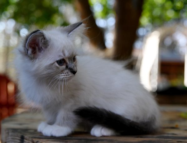 #RagdollKittensPortland
#RagdollKittensSeattle
#RagdollKittensNearMe
#RagdollKittensUSA