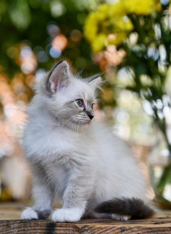 #RagdollKittensPortland
#RagdollKittensSeattle
#RagdollKittensNearMe
#RagdollKittensUSA