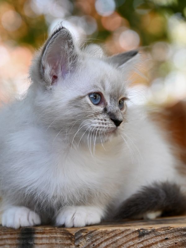 #RagdollKittensPortland
#RagdollKittensSeattle
#RagdollKittensNearMe
#RagdollKittensUSA