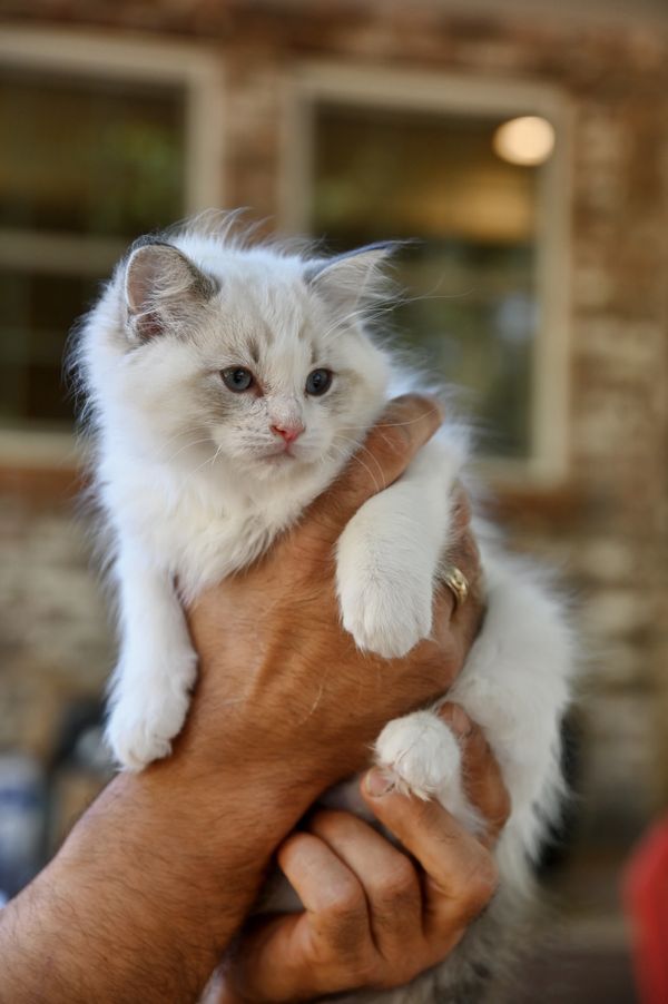 #RagdollKittensPortland
#RagdollKittensSeattle
#RagdollKittensNearMe
#RagdollKittensUSA