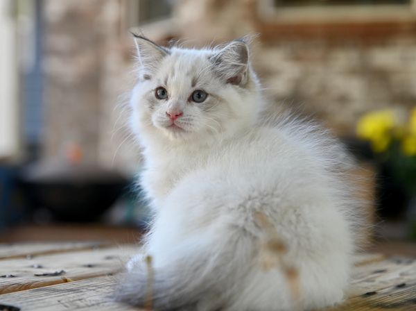 #RagdollKittensPortland
#RagdollKittensSeattle
#RagdollKittensNearMe
#RagdollKittensUSA