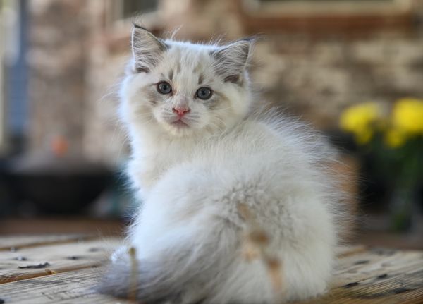 #RagdollKittensPortland
#RagdollKittensSeattle
#RagdollKittensNearMe
#RagdollKittensUSA