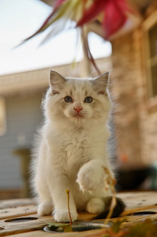 #RagdollKittensPortland
#RagdollKittensSeattle
#RagdollKittensNearMe
#RagdollKittensUSA