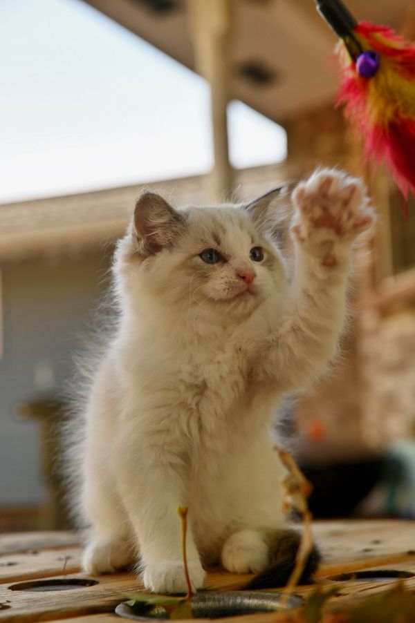 #RagdollKittensPortland
#RagdollKittensSeattle
#RagdollKittensNearMe
#RagdollKittensUSA