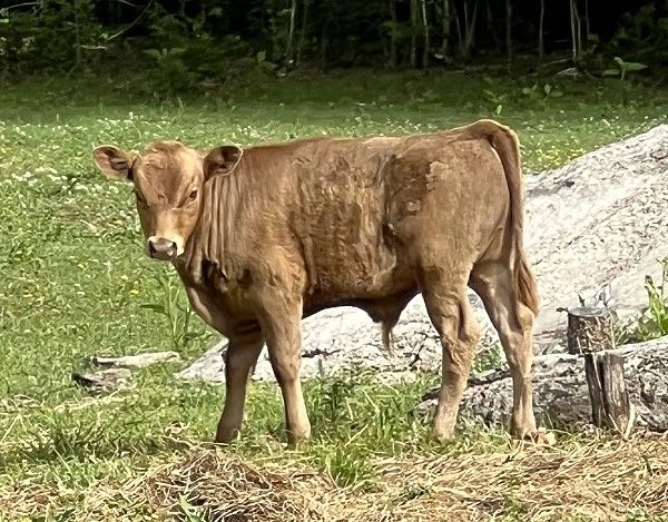 Dun Dexter bull calf