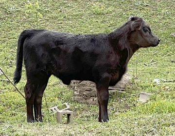 Black calf standing in a grassy field.
