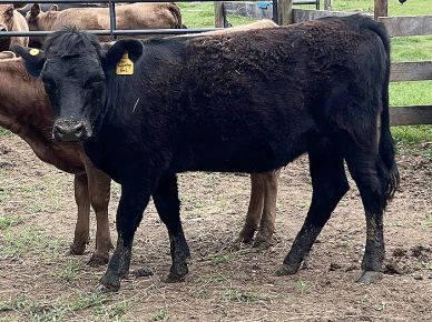 Black yearling Dexter heifer