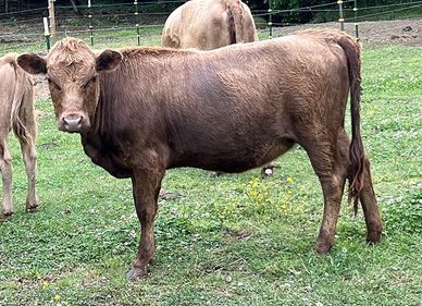 Dun Dexter heifer