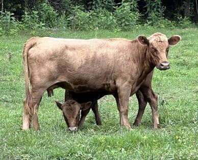 Dun Dexter cow with calf