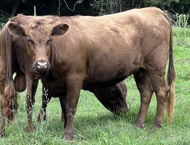 Beautiful dun Dexter heifer