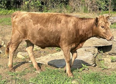 Dun Dexter heifer calf