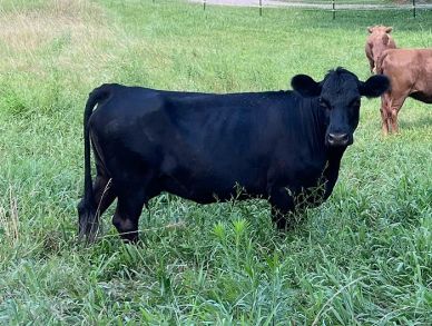 Black Dexter cow