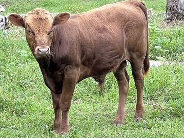 Dun Dexter bull calf