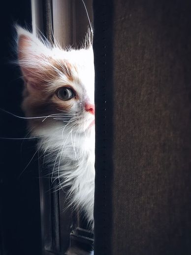 Kitten transportation