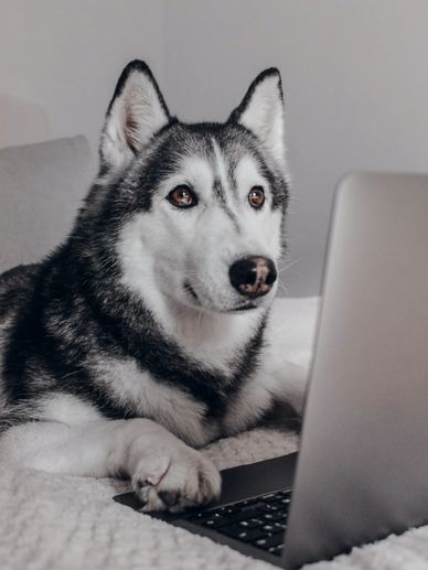 Paid Pet Flight Transportation