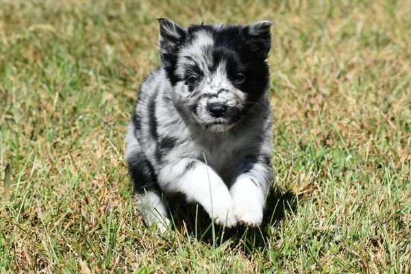 AKC ASCA health tested Australian Shepherd sire