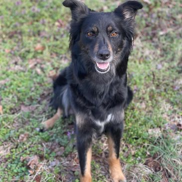 Black Tri Australian Shepherd