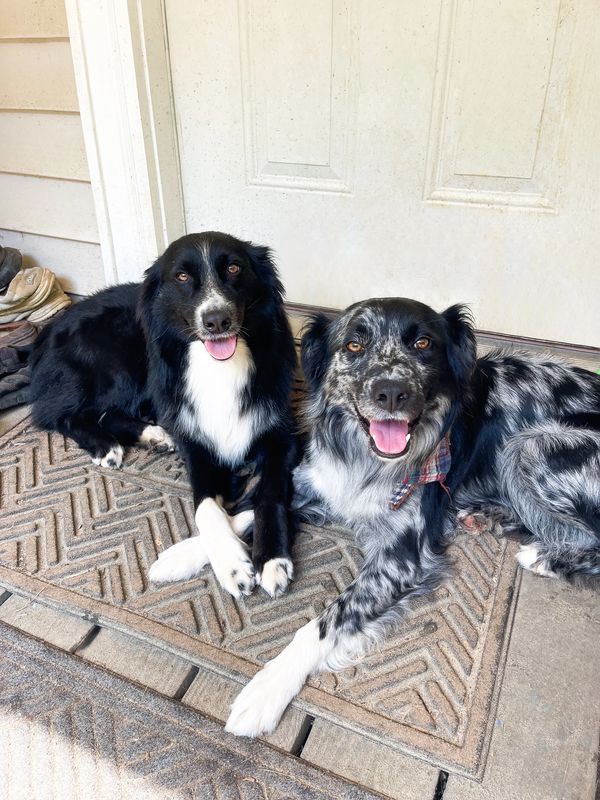 family raised Aussie puppies North Carolina farm