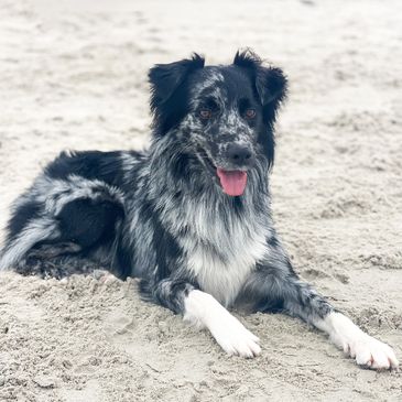 Go-home packet contract lifetime guidance blue merle Australian Shepherd puppy Raleigh NC