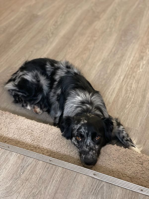 Tennessee Australian shepherd breeder
Kentucky Australian shepherd breeder