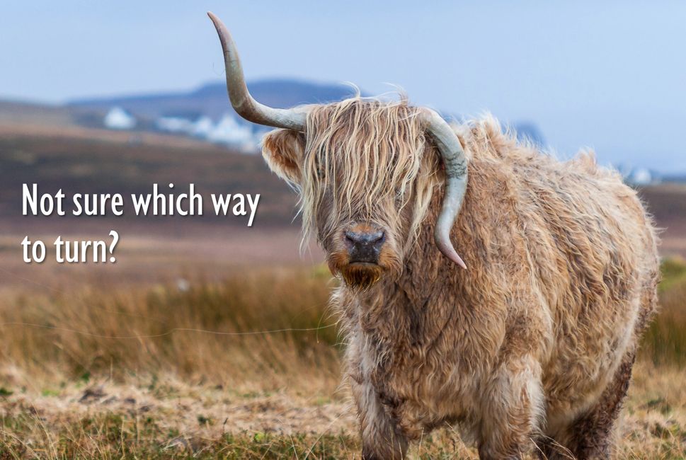 Hairy cattle with lopsided horns. Not sure which way to turn? Contact page image.