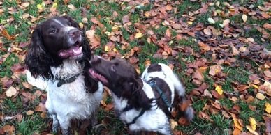 Up to 2 dogs can be accomodated free