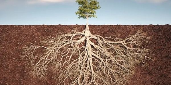 Tree with an extensive root system underground.