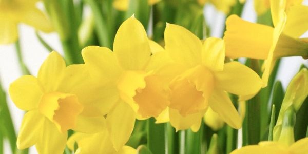 A group of bright yellow Daffodils with healthy and refreshing green stem glowing facing the Sun.