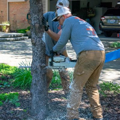 Tree removal