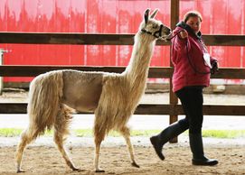Llama in the show ring