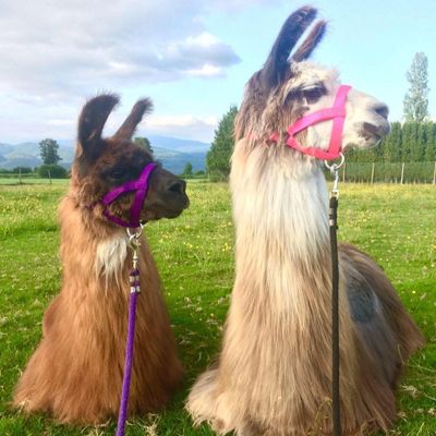 pretty llamas in pink and purple